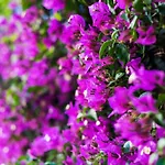 Place Playamar Torremolinos