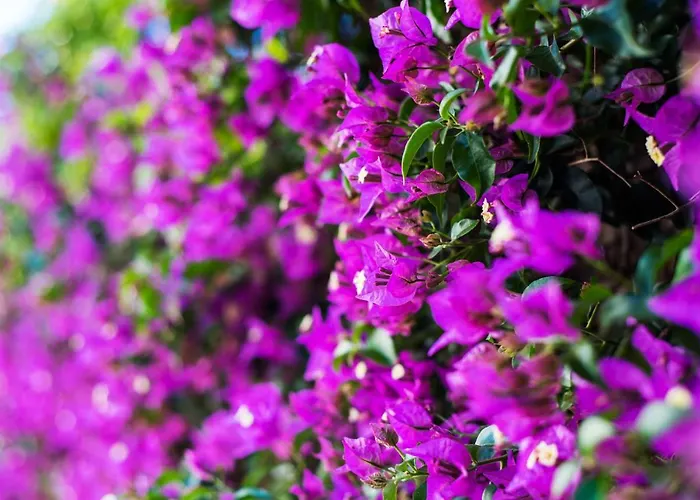 Place Playamar Торремолинос