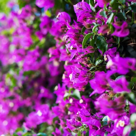 Place Playamar Torremolinos